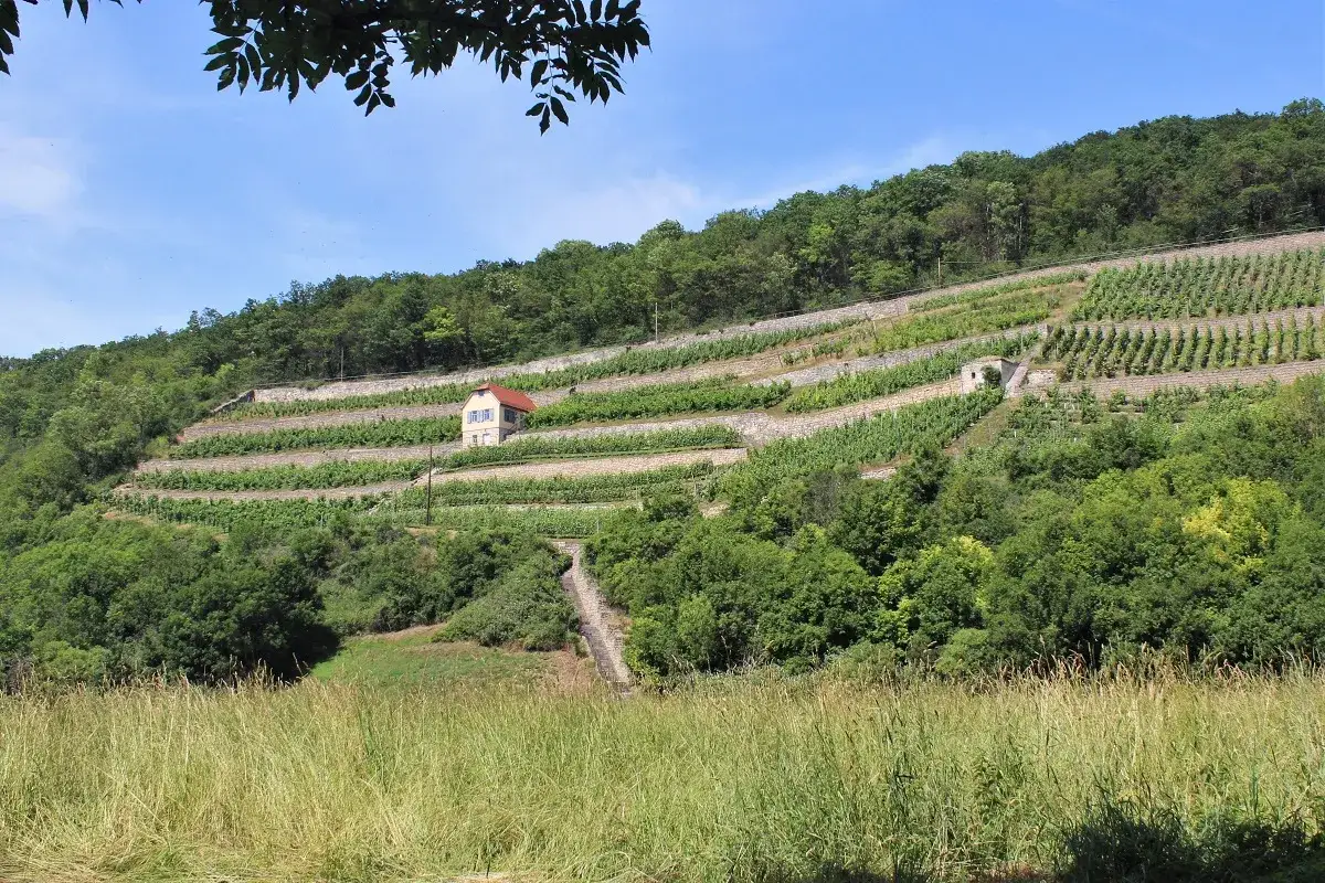 Terrassierte Weinberge am Hang, ein kleines Haus mit rotem Dach und ein steiler Weg. Typische Landschaft f&uuml;r Wein an Saale-Unstrut.